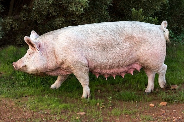 “猪坚强”标本预计5月12日展出：汶川大地震后被埋废墟下36天后获救 - 1