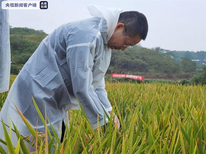 杂交水稻双季亩产创新纪录：1603.9公斤 - 1