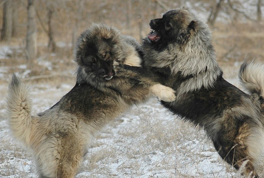 生活在雪域高原上的猛犬，狩猎雪豹的专用，游牧民族的护航者 - 3