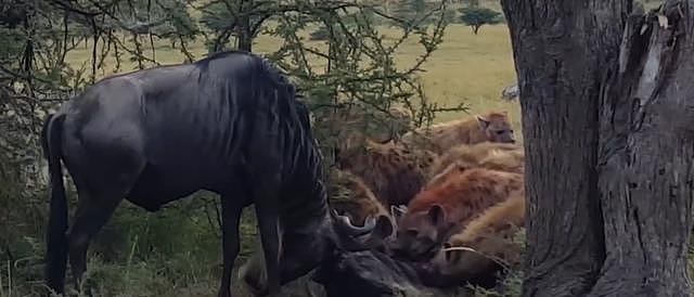 角马打架致马角缠绕，活着的一方被迫看着斑鬣狗一点点吃掉对方 - 8