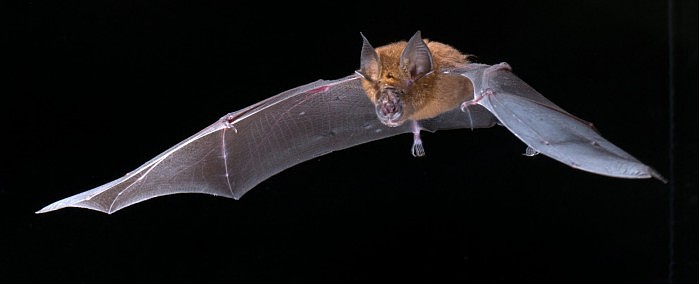 Rhinolophus-rouxi-Bat-scaled.jpg