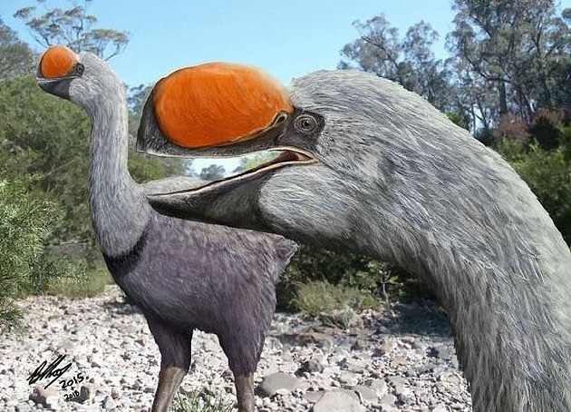 人类偷蛋造成远古澳洲巨鸟灭绝 - 1