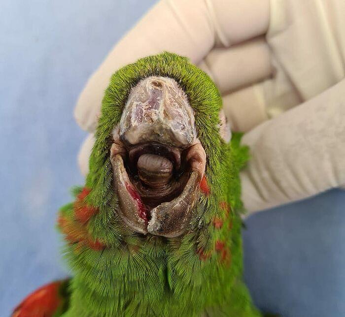 拯救鹦鹉！巴西一只鹦鹉的喙严重受损，装上人工喙后可以吃米糊 - 6