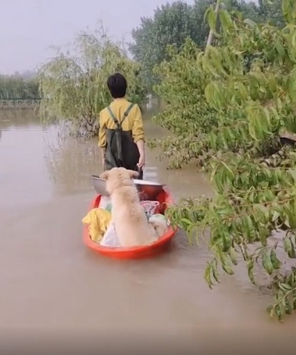 村庄被淹了，女子冒着危险回来接狗狗，这一幕太让人感动了！ - 1