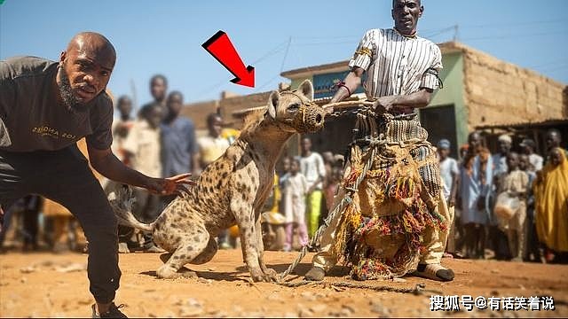 鬣狗连狮子都不怕，为啥独怕非洲人，非洲人有那么恐怖？ - 2