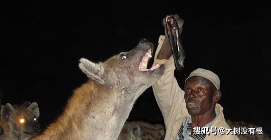 鬣狗可以被驯化吗？在非洲一小城，它们正在走现代狗祖先的老路 - 6