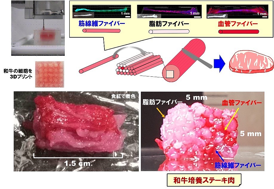 大阪大学和岛津制作所研发出利用3D打印机制造“培养肉”的技术 - 4