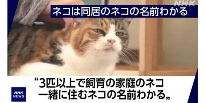 日本新实验证明：猫听得懂别人的名字 只是不想搭理 - 2
