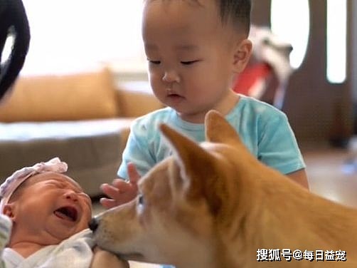 柴犬将小主人带到2岁，女主人又生了一胎，狗子都要累坏了！ - 4