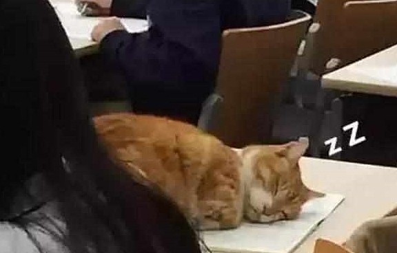 橘猫和主人一起上高数，没到五分钟就眯眯眼了，直接趴桌子上睡觉 - 3