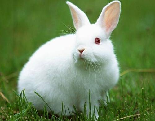 兔子拉软便是什么原因 - 1