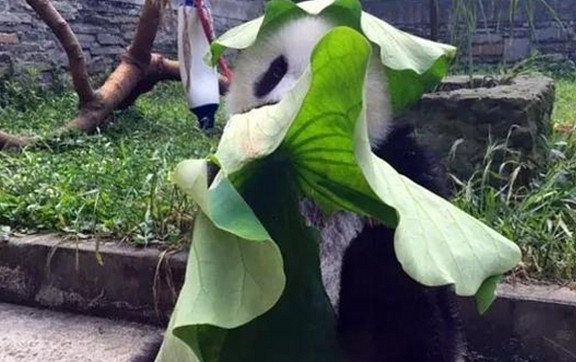 熊猫因怕晒自制遮阳帽，奶爸一看都笑岔气：国宝就该这么精致 - 3