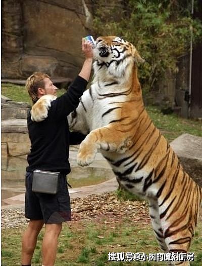 爱撒娇的猫科动物：猎豹像孩子，狮子求抱抱，老虎像只大橘猫 - 6