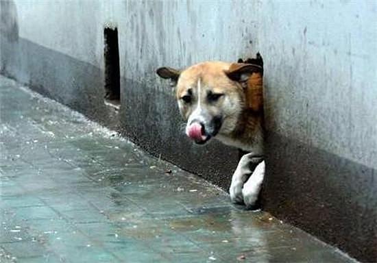 狗狗情愿藏在洞里，靠路人的施舍生活，得知原因后真是让人心寒 - 1