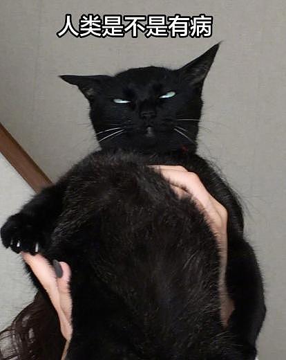 黑猫太傲娇，被主人抱时全身都在拒绝，猫：强扭的瓜不甜 - 5