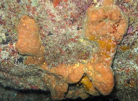 巴西科学家在海洋海绵中发现了几种能杀死耐抗生素细菌的化合物 - 1