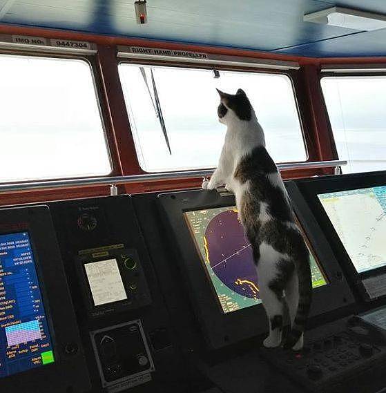 救了小猫却犯愁，因为她在轮船上工作，于是带猫上船 - 21