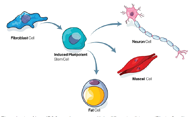 诱导性多能干细胞（iPSC）如何转变为多种不同类型的细胞