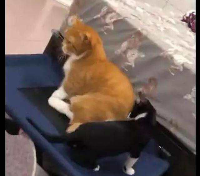 黑猫刚上小床，就被橘猫一脚踢了下去，橘猫：不知道以大橘为重吗 - 1