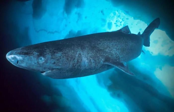 比蓝鲸寿命更长的鲨鱼，从明朝活到了现在，堪称最长寿的鱼类 - 3