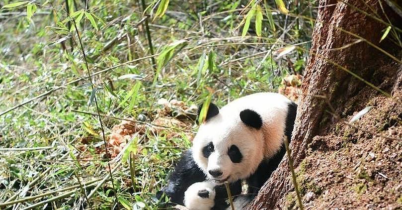 一年只发情两天，喜欢暴力交配，繁殖欲低，熊猫把自己活成了国宝 - 8