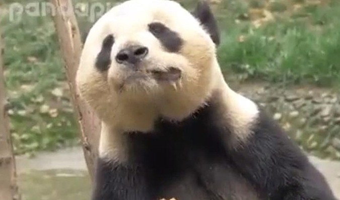 史上最懒的熊猫，想吃却不想动，熊猫：奶爸，站起来算我输！ - 3