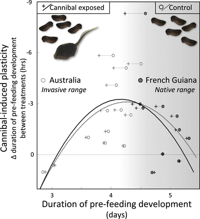研究发现澳大利亚的巨型海蟾蜍入侵种群存在同类相食的迹象 - 4