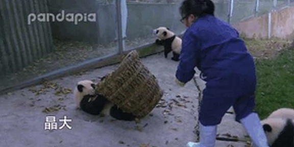 熊猫看到奶妈搞卫生，疯狂聚集过来，网友：场面一度非常混乱！ - 10
