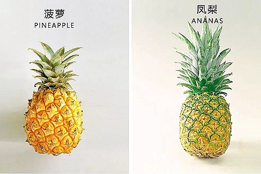 菠萝和凤梨是同一种水果吗?菠萝和凤梨是什么时候传入中国的? - 1