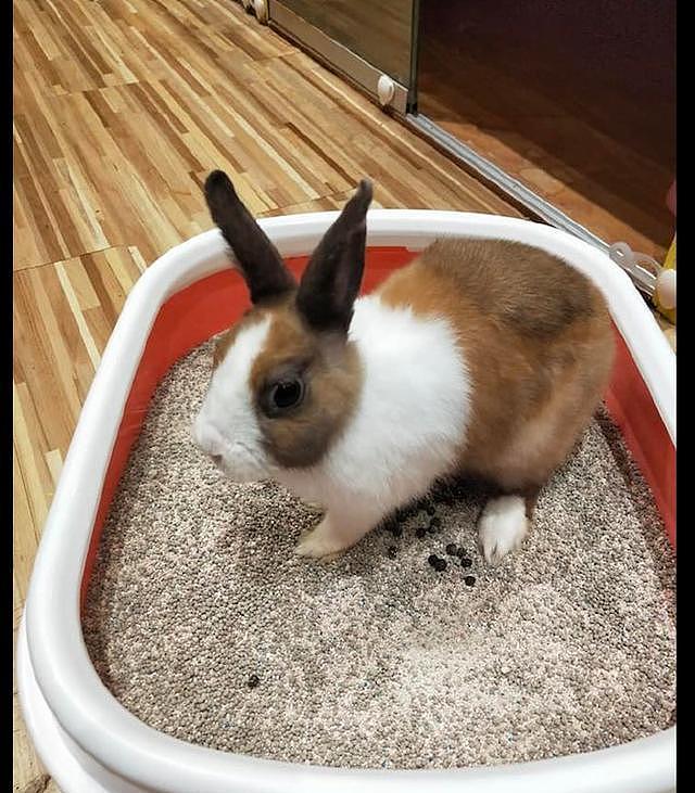 兔子在猫砂盆里上厕所，猫咪看见后一脸疑惑：这是新款的猫粮吗？ - 1