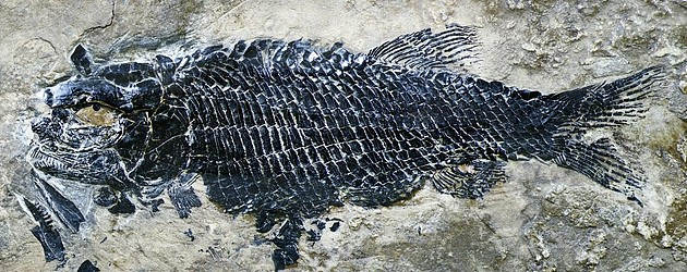 图4。 亚洲肋鳞裂齿鱼完整标本 （徐光辉 供图）