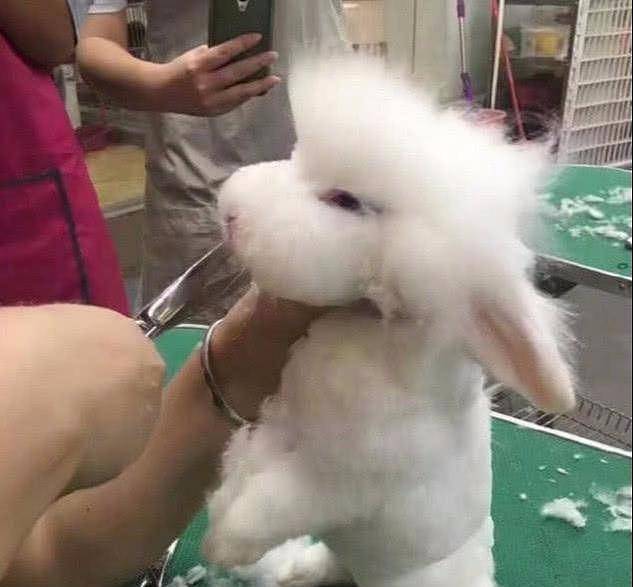 女孩带着兔子去修毛，剪到一半觉得哪里不对劲：怎么是“小羊羔” - 2