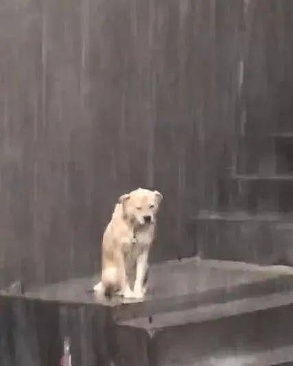 大雨倾盆时狗狗被淋透，脖子有枷锁，默默在雨里哭泣 - 2