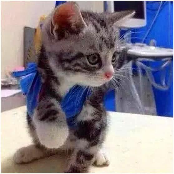 小奶猫骨折负伤, 医生给它吊着手, 主人: 对不起, 我没忍住 - 2