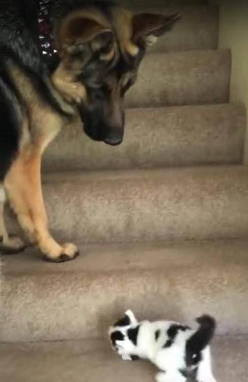小猫不会爬楼梯，转头向前辈求救，大狼狗的反应颠覆惯性思维 - 1