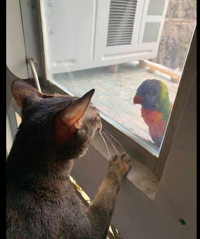 猫咪看到窗户外有鹦鹉，竟直接顺着墙壁爬了上去，变成壁虎了吗？ - 3