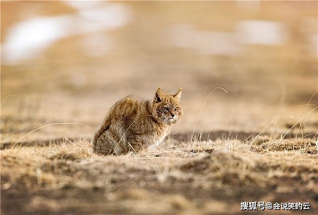 祁连山出现神秘的荒漠猫，颜值呆萌敢吃毒蛇，凶猛不输花豹 - 3