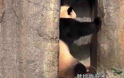 熊猫妈妈正在睡午觉, 饲养员把小奶熊放进来, 熊猫妈却掉头就跑 - 2