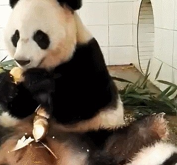 熊猫妈妈劈叉，把宝宝当垫脚石，游客：没人说，根本发现不了 - 3