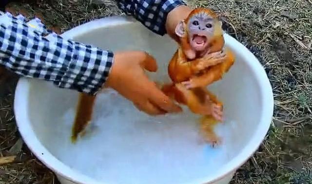 主人给小猴子洗澡，猴子以为溺水了，接下来它的举动让人笑喷！ - 4