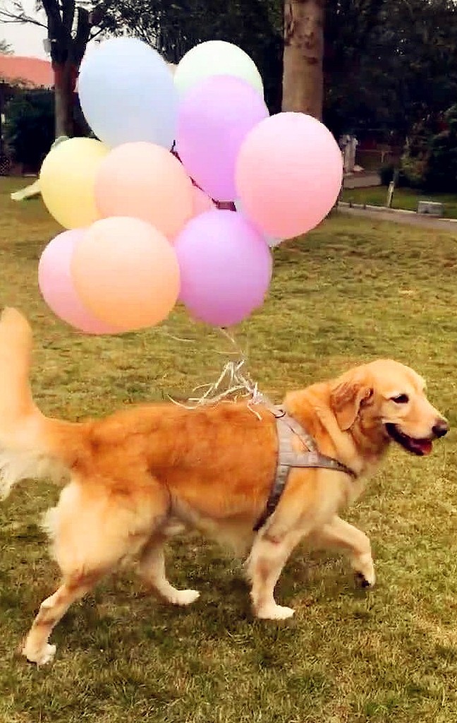 金毛给小法斗过生日，带了一堆气球，是要把小伙伴送上天吗？ - 2