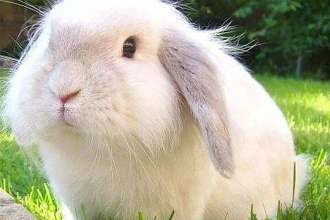 兔子为什么会得口角炎，兔子得口角炎的原因 - 1