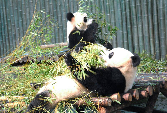 两只熊猫在玻璃外打架，可把另外一只熊猫给急坏了：看着脑壳疼！ - 3