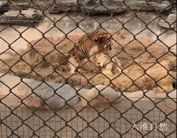 北京野生动物园中一头老虎欺负白色雄狮，被一只狗吠了几下，老虎就被吓走 - 2