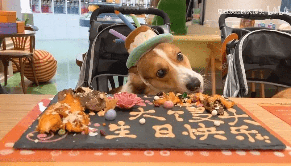 宠物烘焙成热门职业，她们每月至少给100只狗狗制作生日蛋糕 - 1