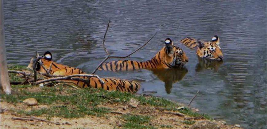 老虎中的“啃老族”：幼虎和妈妈一样大却不捕猎，边泡澡边等食物 - 2