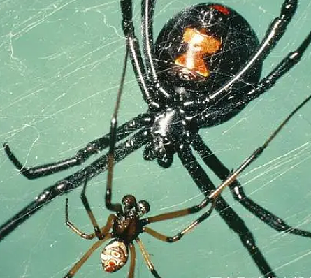 世界上最毒的四种蜘蛛是什么？毒性有多强？ - 1