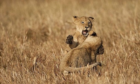 什么动物能够杀死狮子，野生非洲狮的综合战斗力到底有多恐怖？ - 4