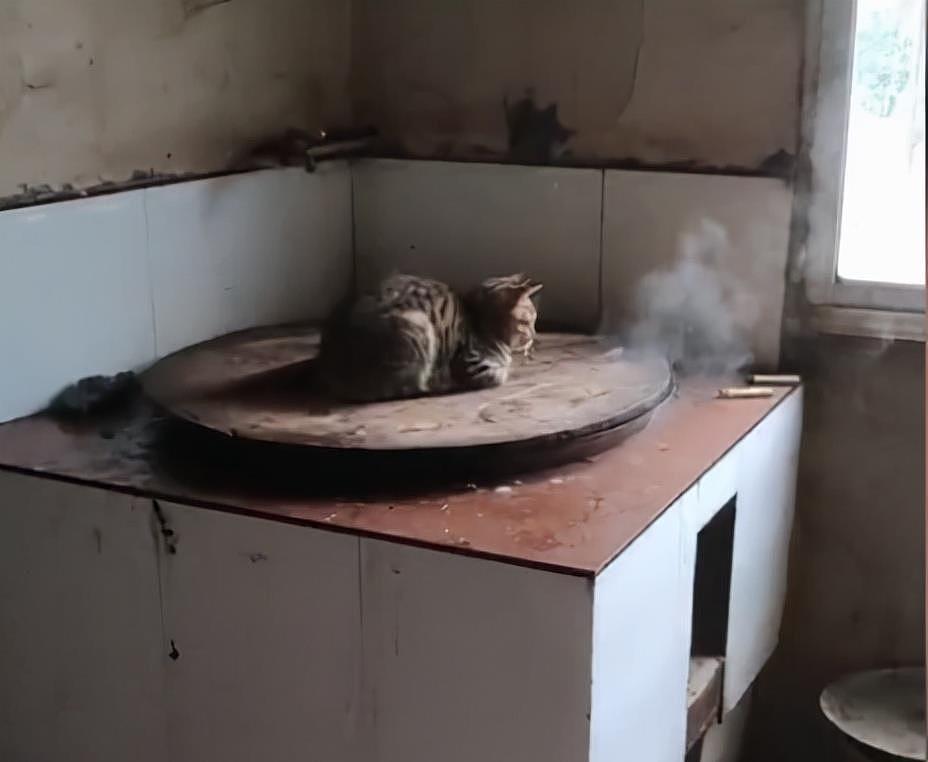 湖北一小猫在灶锅上蒸桑拿，双眼微闭，网友：看来温度到位了！ - 1