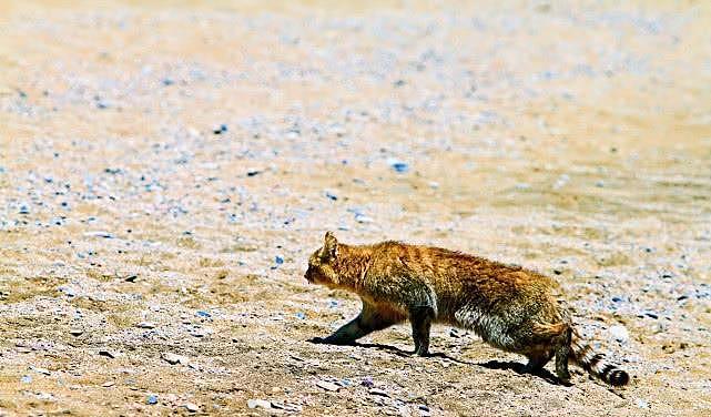 这种小型猫科动物体型只有东北豹十分之一, “吃鸡”能力不输老虎 - 2